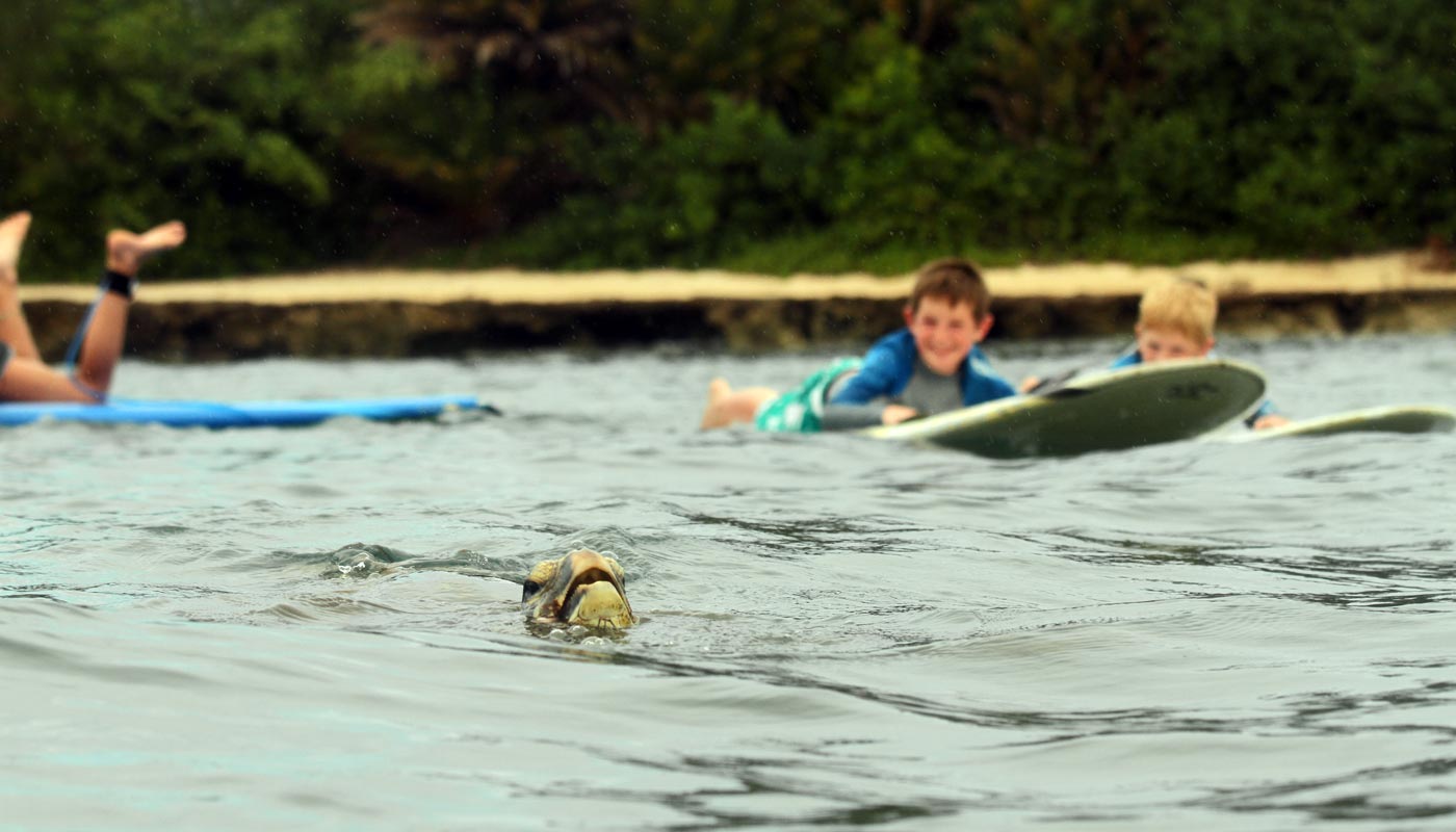 Sea turtle surf lesson